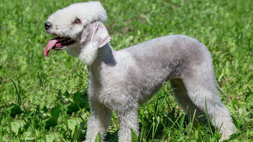 Bedlington Terrier Dog Breed Information Purina